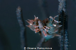 Two Dragon Shrimps (Miropandalus hardingi)
Anilao, Phili... by Oksana Maksymova 